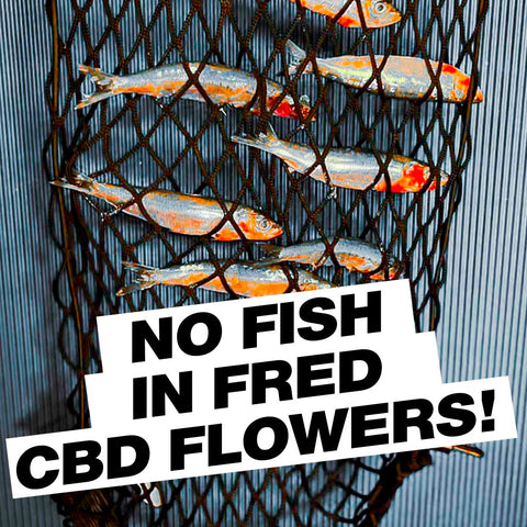 Die Wirkung von CBD FRED